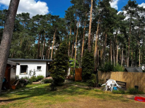 Kiefernblick